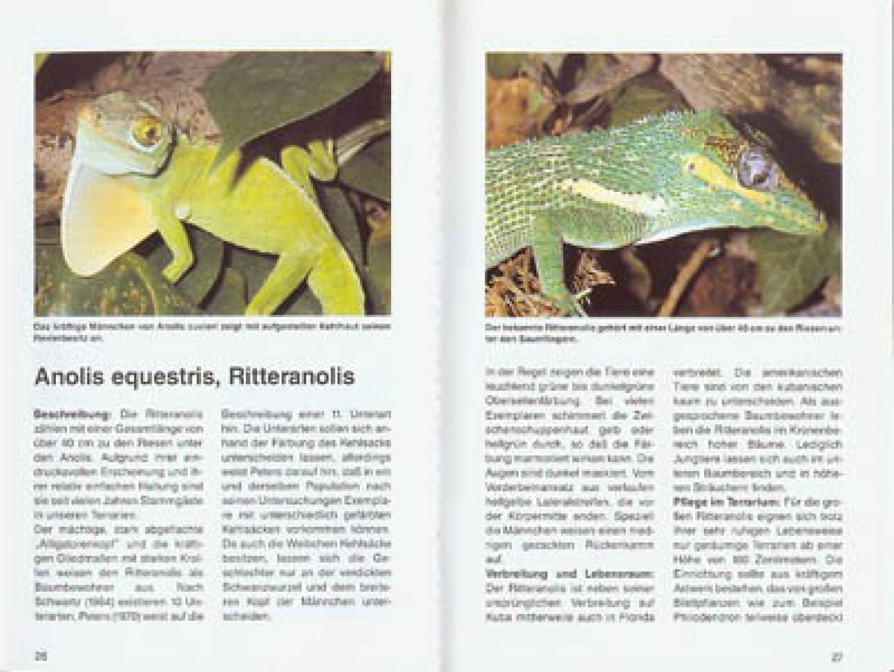 Karibische Anolis